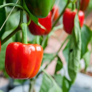 CAPSICUM-BCS-BCS-WONDER (Capsicum)