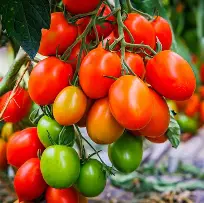 TOMATO HYBRID - BCS-REEFA(Cherry RED)