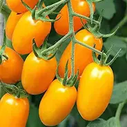TOMATO HYBRID - BCS-ROX(Cherry Yellow)