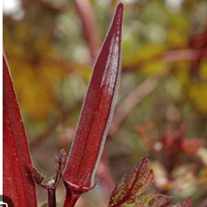 BHENDI HYBRID BCS-LAILA