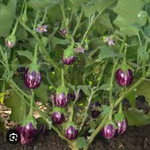 BRINJAL (Solanum melongena)