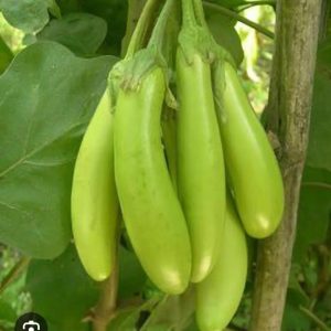 Brinjal BCS-SAINA