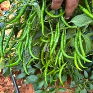 Chilli (Capsicum annum)