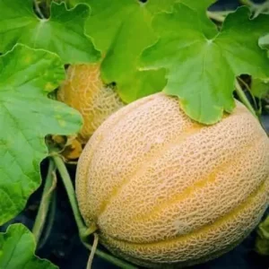 MUSK MELON HYBRID - BCS-RAHIL