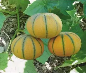 MUSK MELON HYBRID - BCS-KUTTI