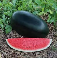 WATER MELON HYBRID-BCS-TIGER