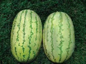 WATER MELON HYBRID - BCS-MAJOR