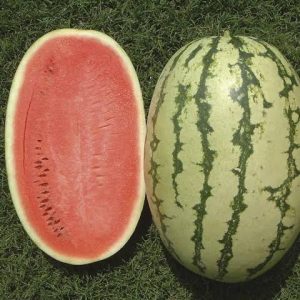WATER MELON HYBRID -BCS - 786