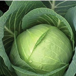 CABBAGE HYBRID-BCS-TAYAS