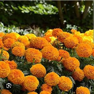 MARIGOLD-BCS-GLORY
