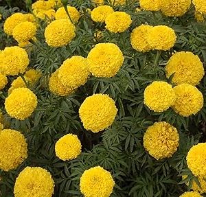 MARIGOLD HYBRID-BCS-HALADI
