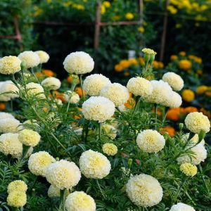 MARIGOLD HYBRID-BCS-CHANDRA