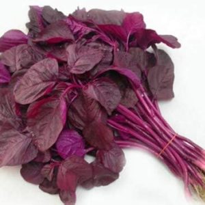 RAJAGIRI / AMARANTHUS - BCS-NABI