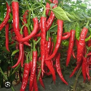 HYBRID CHILLI - BCS-UBUNTU