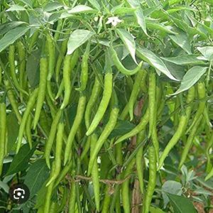 HYBRID CHILLI-BCS-SHALINI