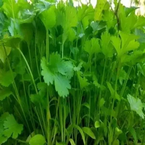 CORIANDER-BCS-SUNITHA (Imported)