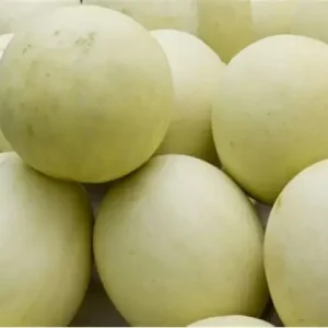 MUSK MELON HYBRID - BCS-CHANDINI